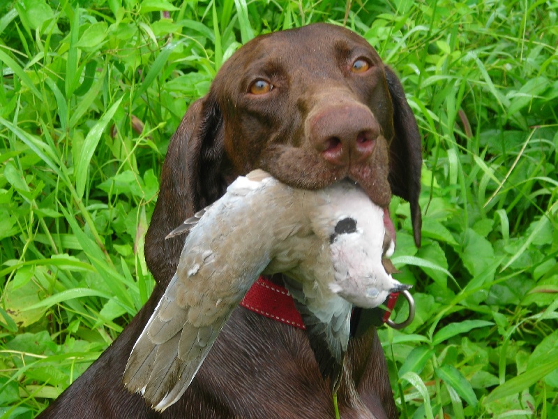 A la chasse